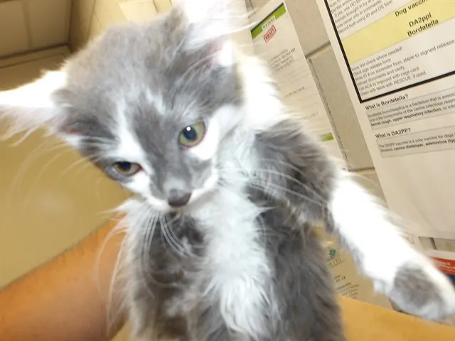 Adoptable Cat