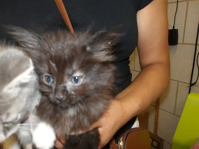 Kitten 1