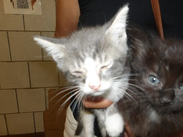 Kitten 2