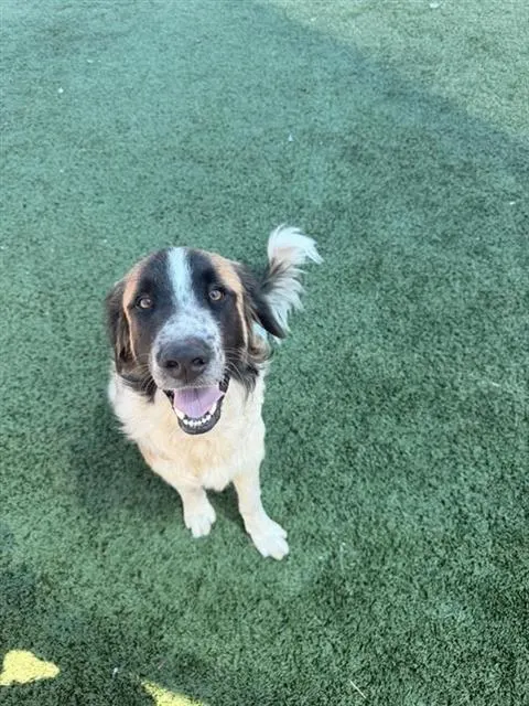 Adoptable Dog