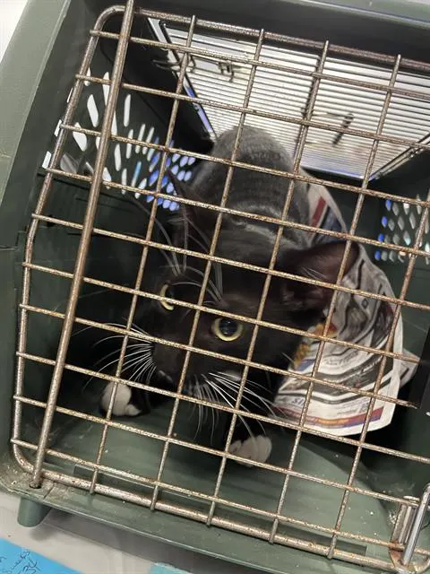 Adoptable Cat