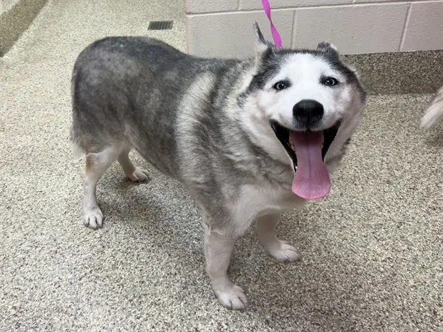 Arya