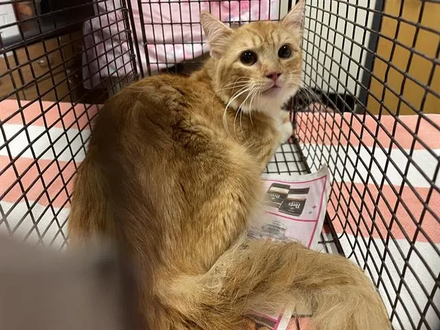 Adoptable Cat