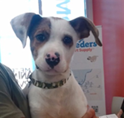 Adoptable Dog