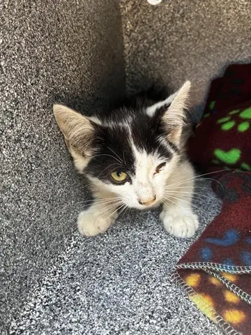 Oreo
