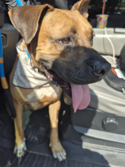 Elliott