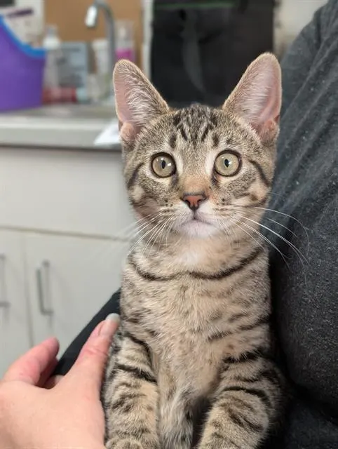 Ash