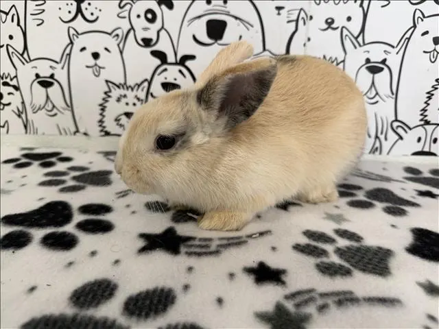 Cinnabun