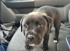 Hershey