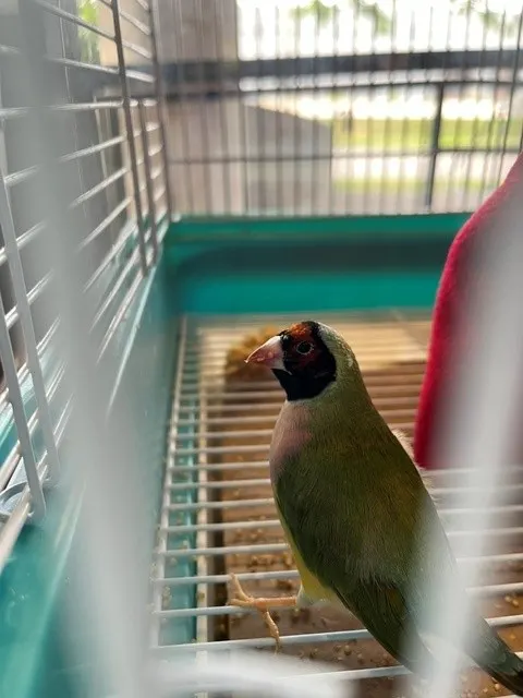 Nico
