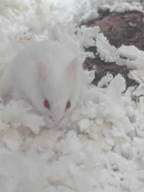 Tammy