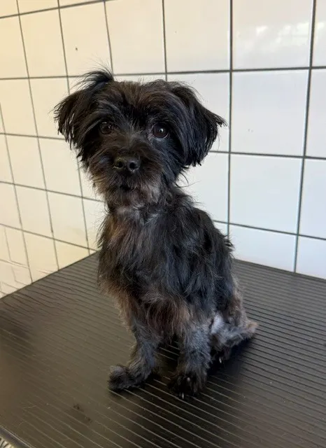 Toto