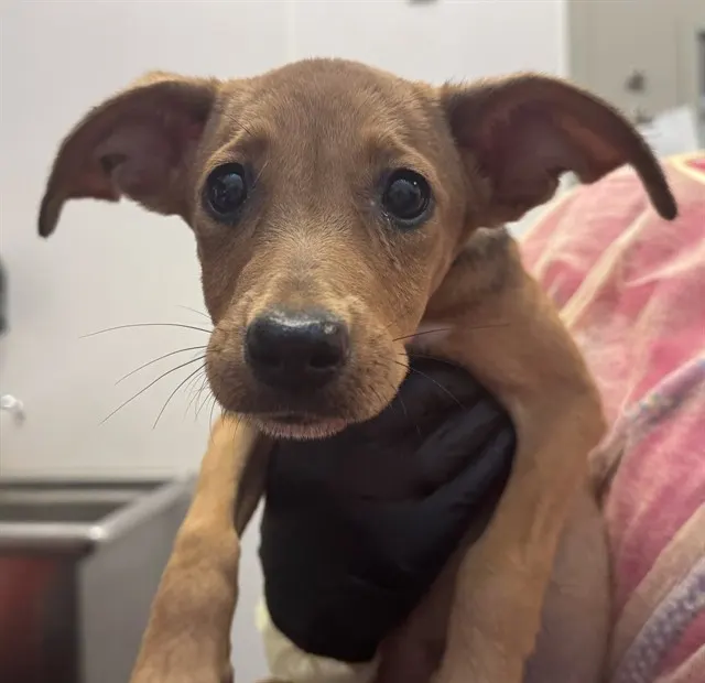 Adoptable Dog