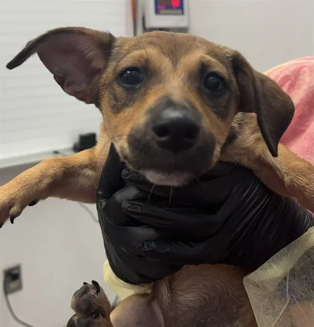 Adoptable Dog