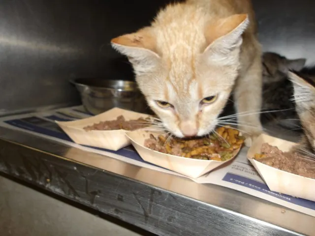 Adoptable Cat