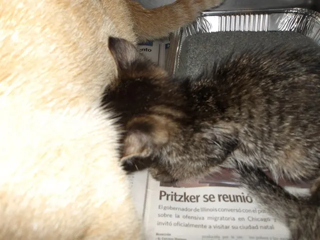 Adoptable Cat