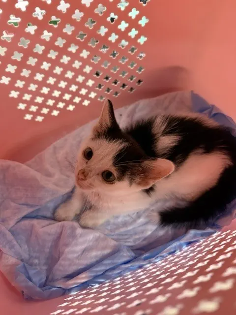 Adoptable Cat