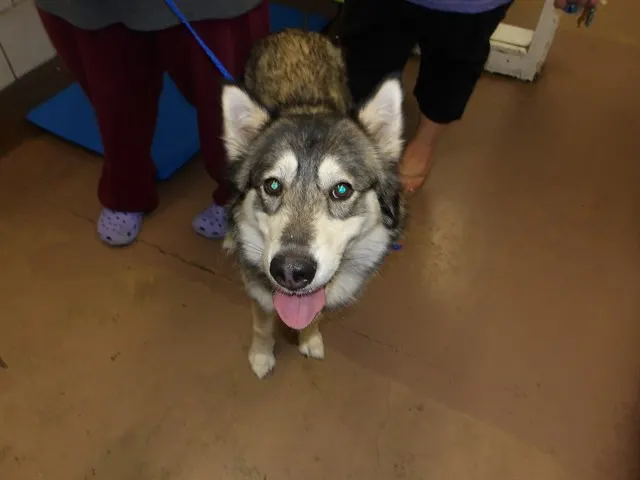 Adoptable Dog