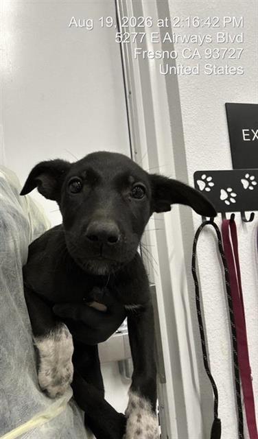 Adoptable Dog