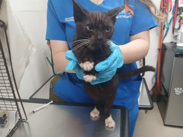 Adoptable Cat