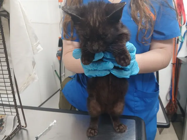 Adoptable Cat