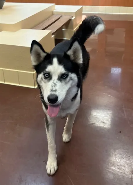 Adoptable Dog
