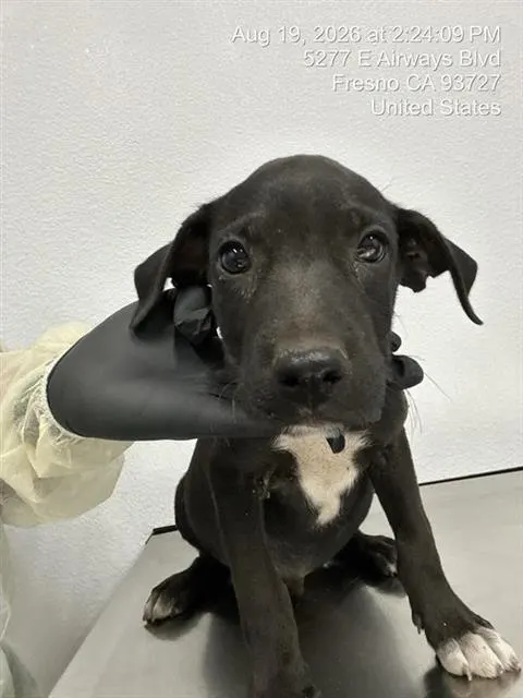 Adoptable Dog