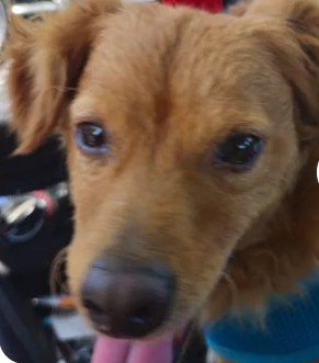 Adoptable Dog