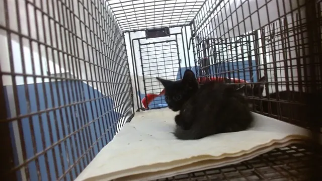 Oreo