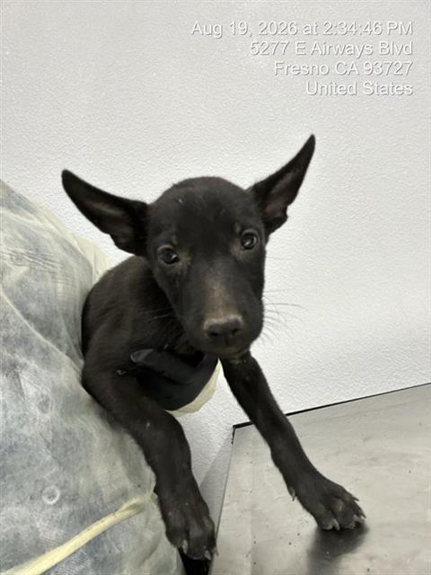 Adoptable Dog