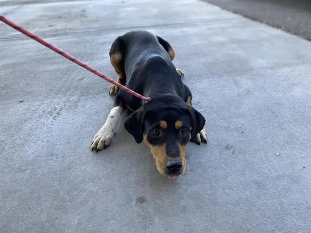 Adoptable Dog