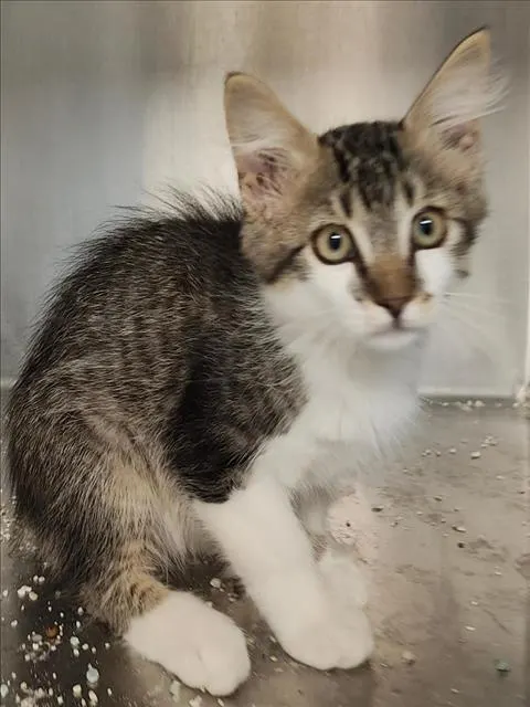 Adoptable Cat