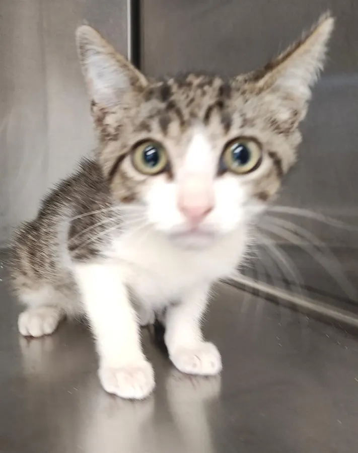 Adoptable Cat