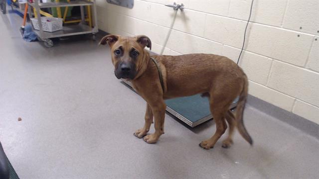 Adoptable Dog