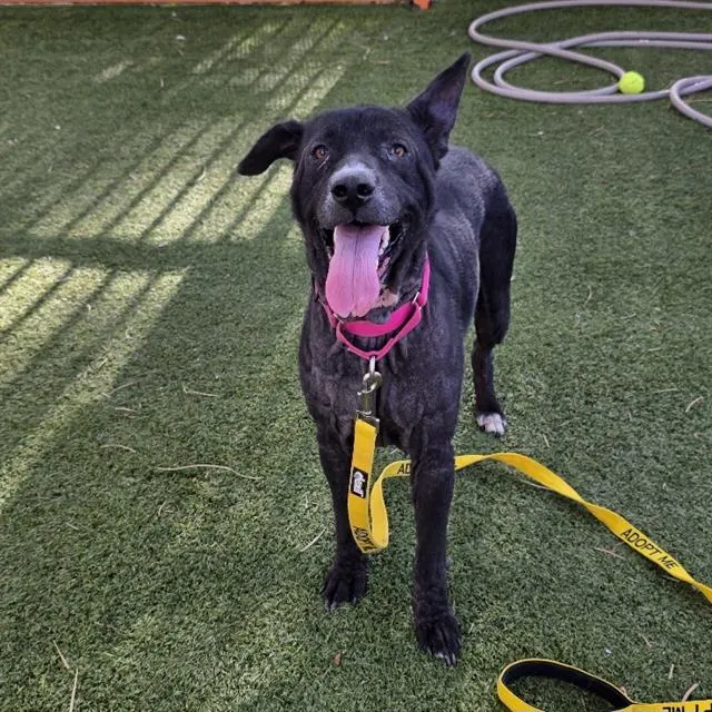 Nala