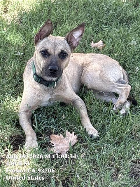 Adoptable Dog