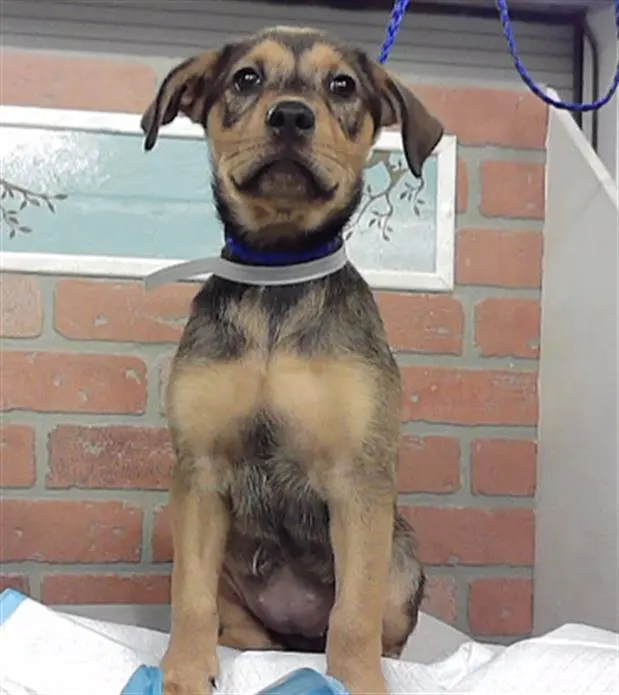Adoptable Dog