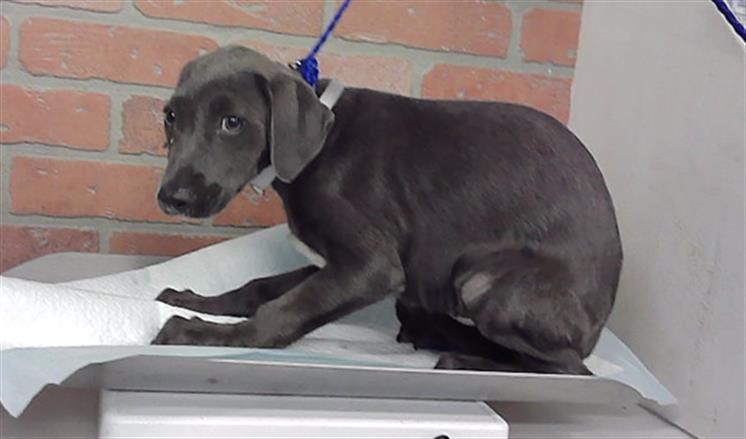 Adoptable Dog