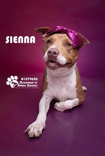 Sienna