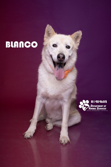 Blanco