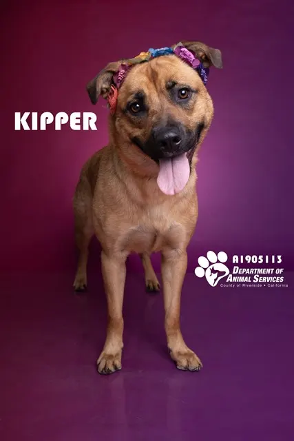 Kipper