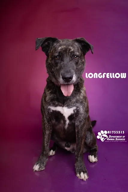 Longfellow