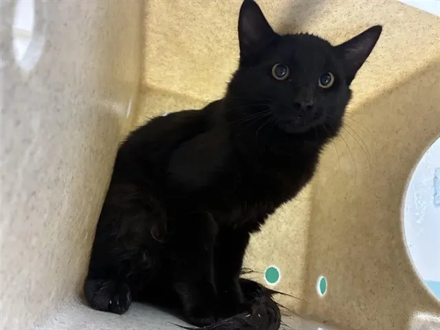 Adoptable Cat