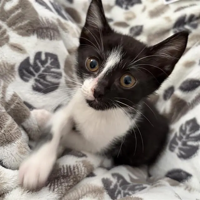 Oreo
