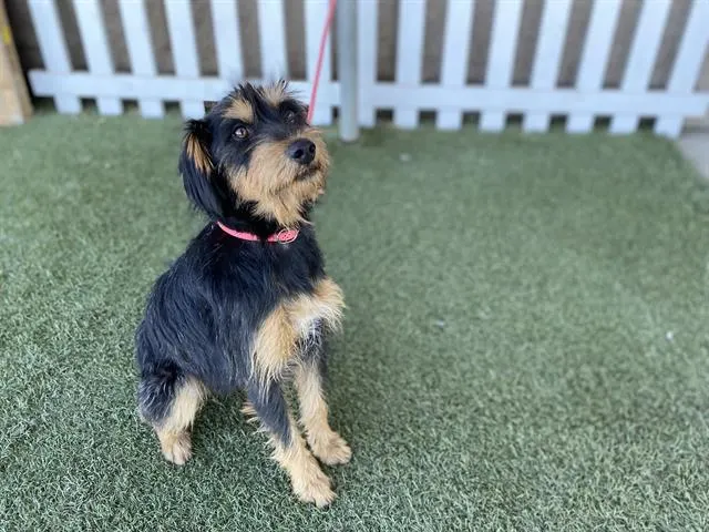 Adoptable Dog
