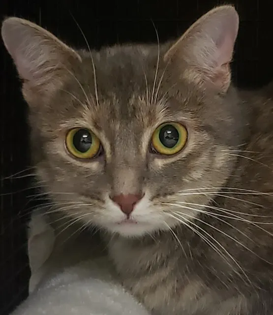 Tuna Luna