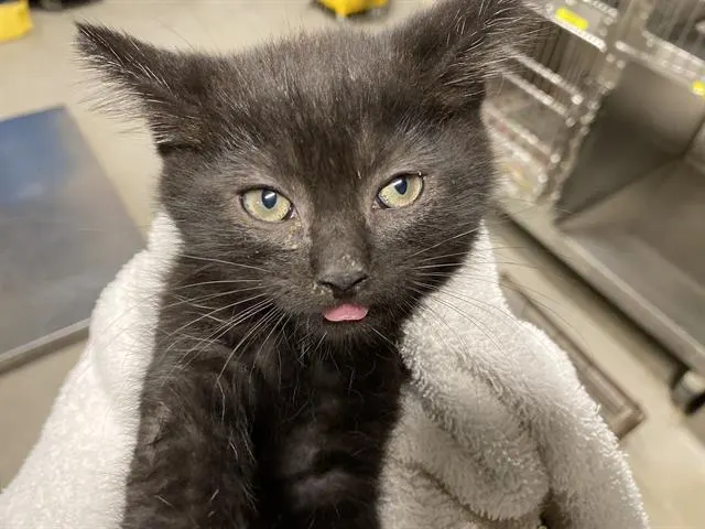 Adoptable Cat