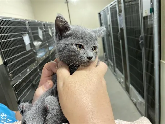 Adoptable Cat