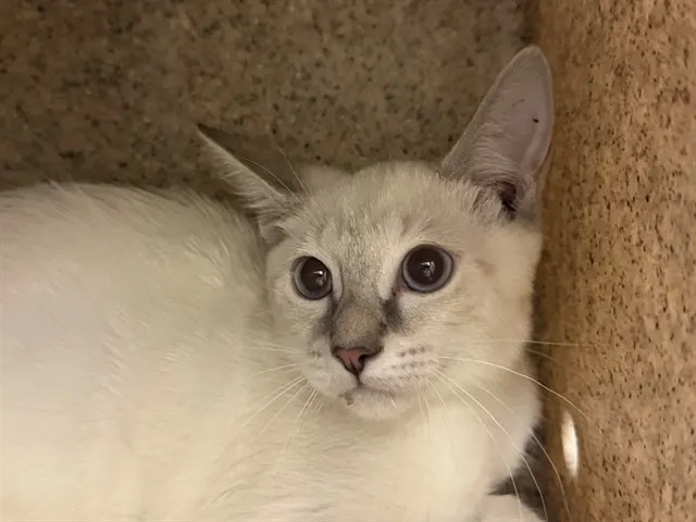 Taco