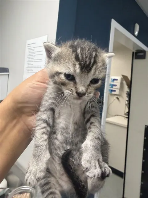 Cayenne